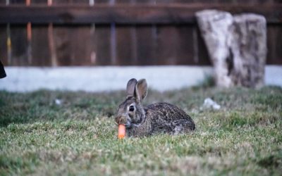 Kaninchenfutter – Wie man ein Kaninchen richtig füttert