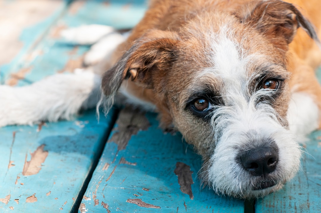 Photo Sick dog