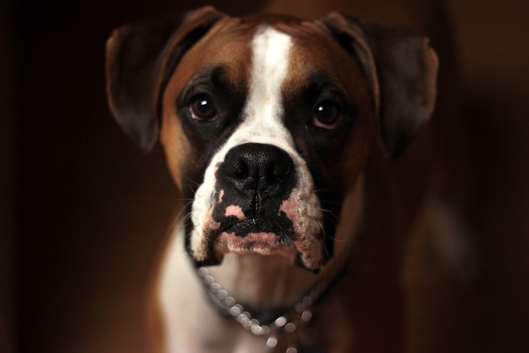 Photo Dog toothbrush
