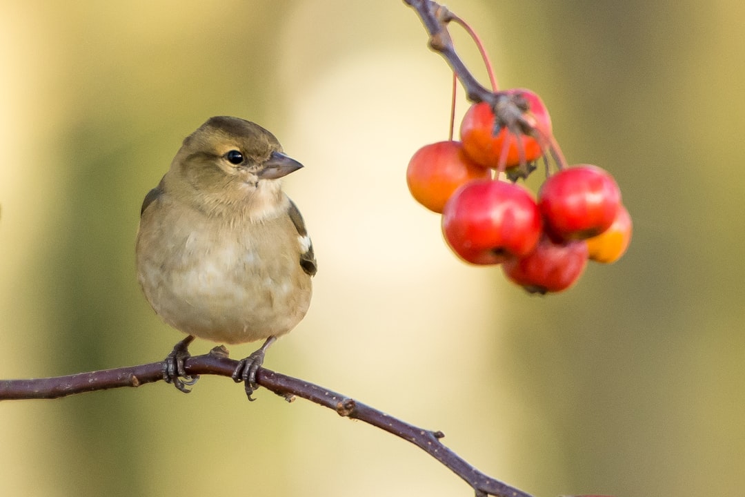 Photo Bird with mites