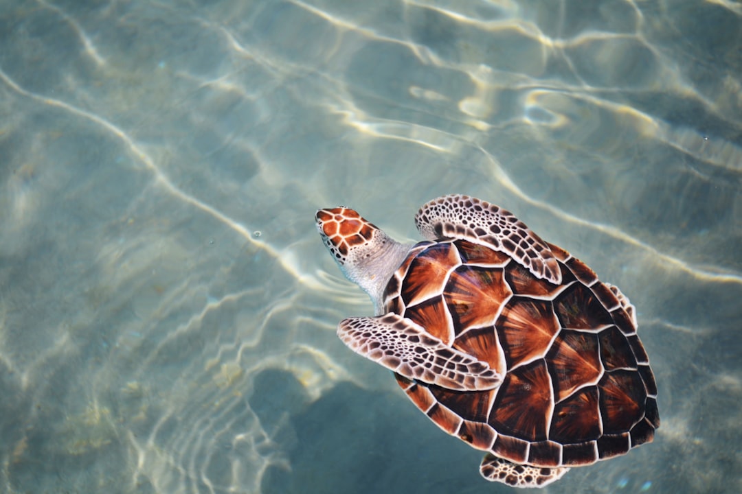 Photo Turtle tank