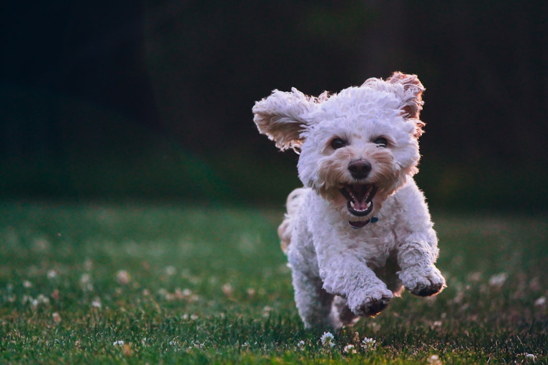 Photo Happy dog
