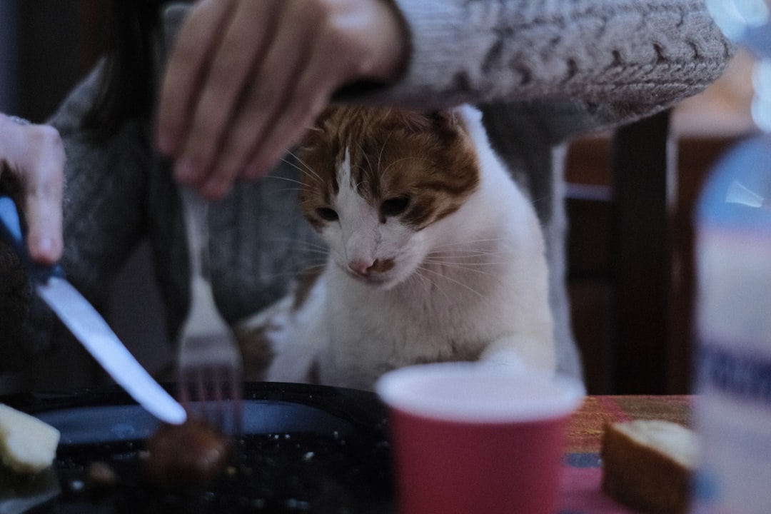 Photo Cat eating