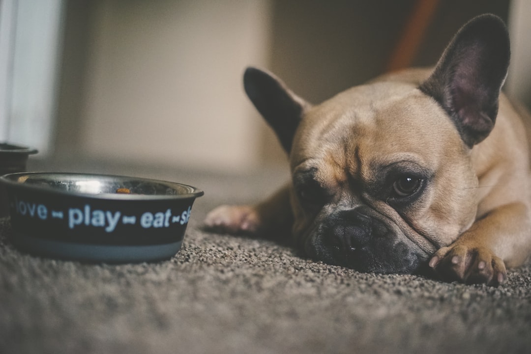 Photo Dog eating