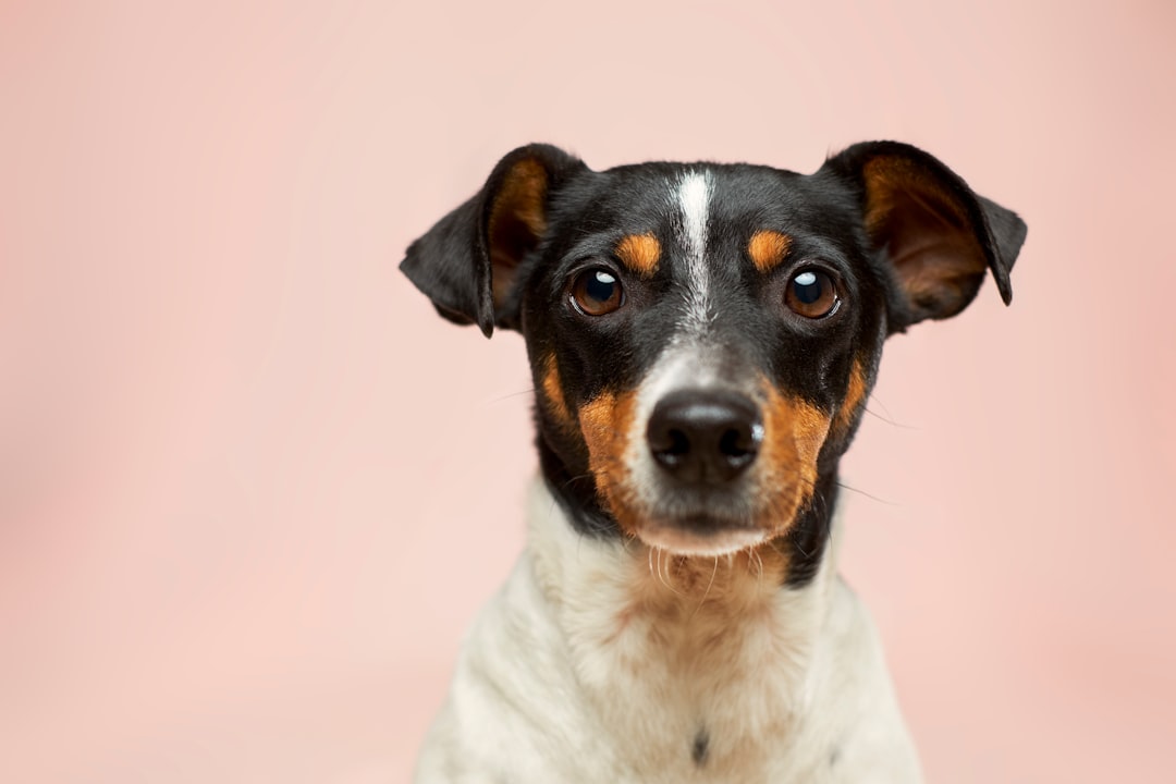 Photo Pet grooming