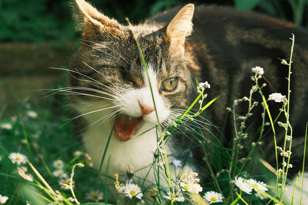 Photo Cat eating grass