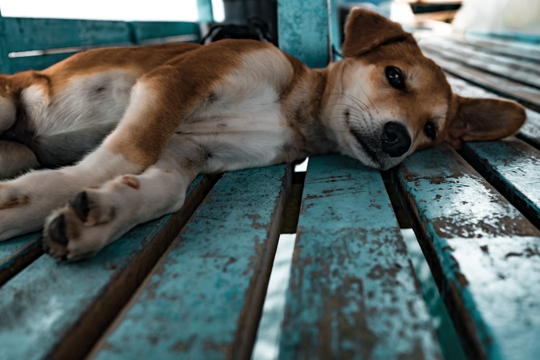 Photo Dog boots