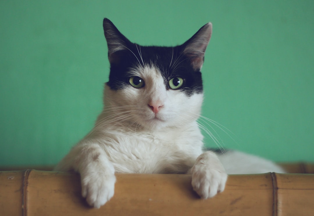 Photo Cat nail clippers