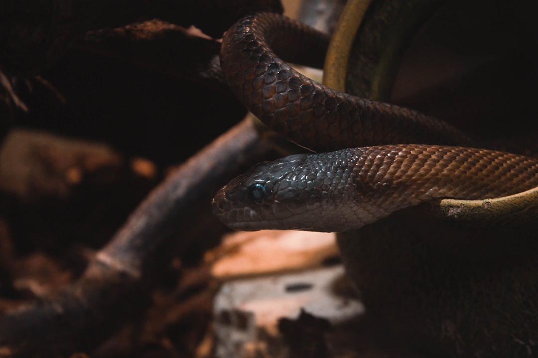 Photo Snake terrarium
