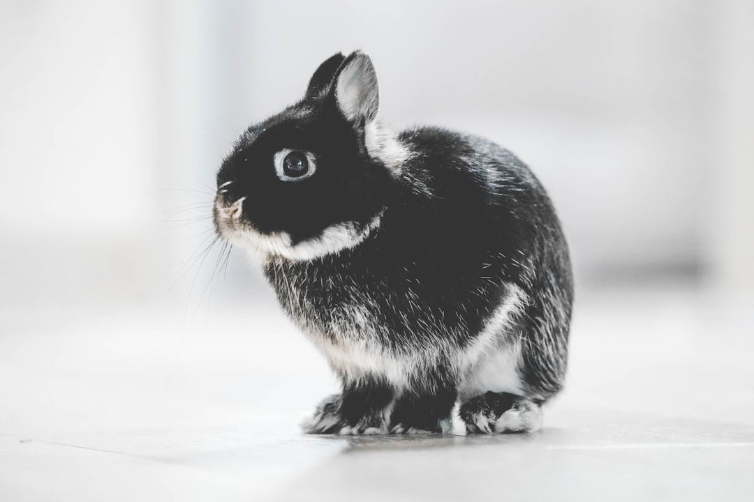 Photo Rabbit grooming