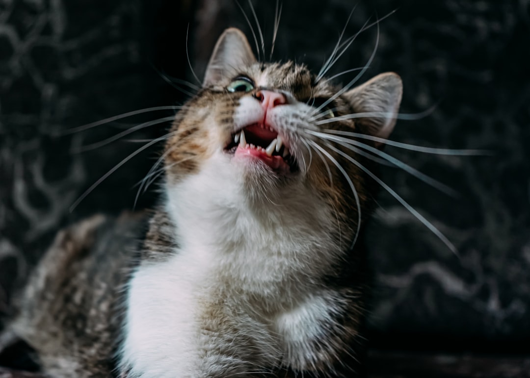 Photo Cats teeth